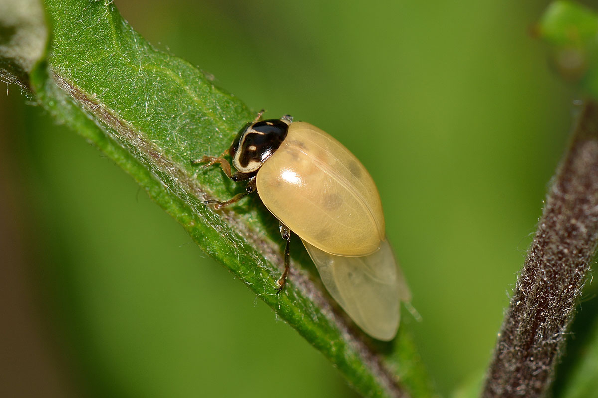 Metamorfosi di Hippodamia variegata, Coccinellidae